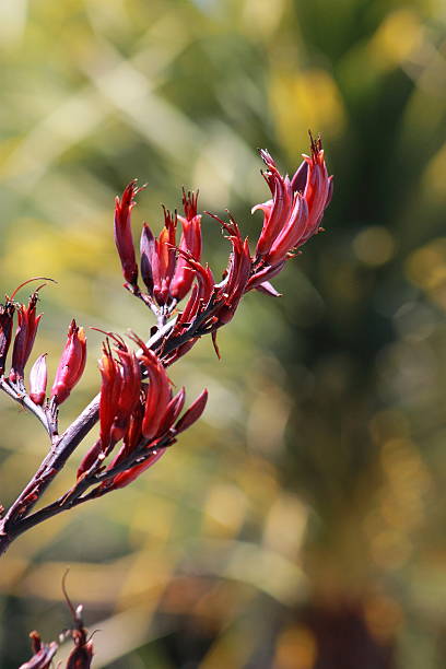 New Zealand Flax Flower stock photo