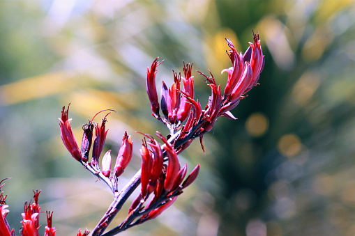 Grevillea banksii, also known as Red silky oak, is evergreen shrub / tree, which is native to Queensland, Australia, and belongs to the Proteaceae family. The clusters of dark red flowers appear sporadically all year with bloom heaviest from late spring to early summer.