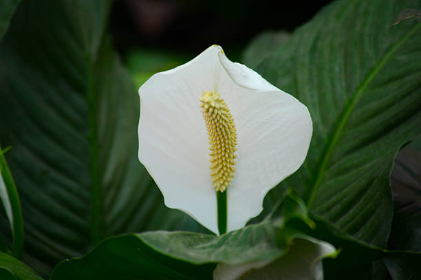 아룸-릴리 - peace lily lily stamen single flower 뉴스 사진 이미지