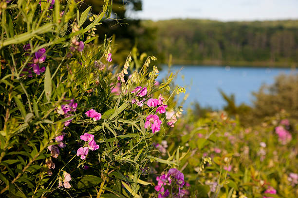 Wildflowers with lake and mountain landscape in the background.
