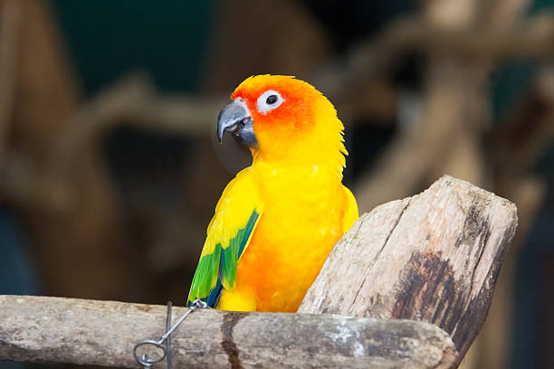 istock Sunconure yellow parrot is eating grape on the branch 513061280