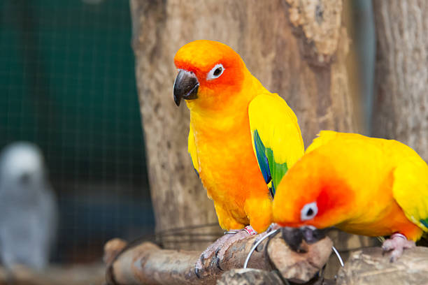 istock Sunconure yellow parrot is eating grape on the branch 513061436