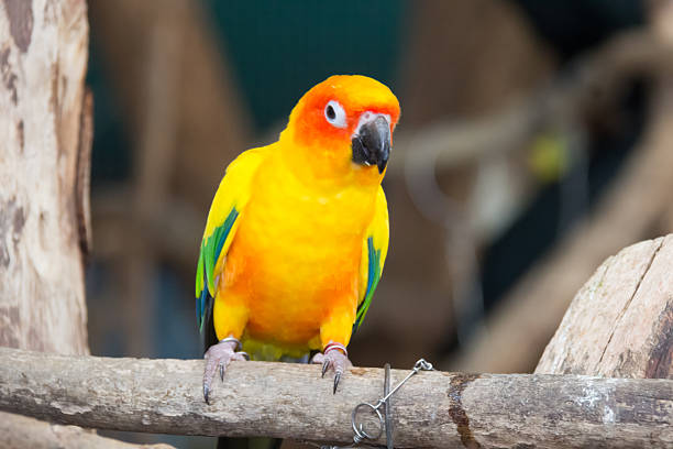 istock Sunconure yellow parrot is eating grape on the branch 513061800