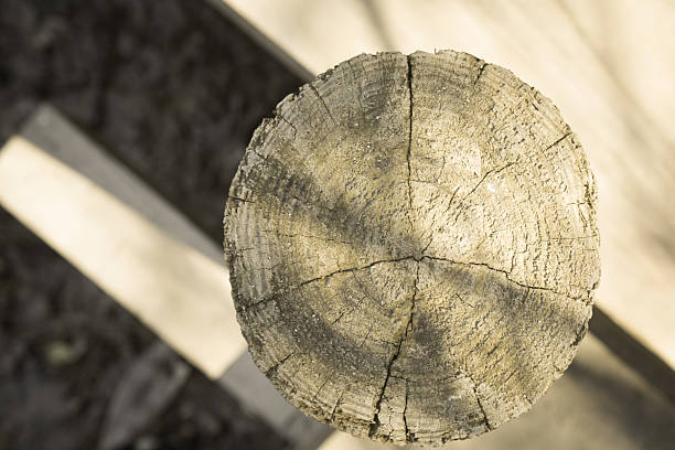 istock Wood Texture on Wooden Post by Dock 513061832