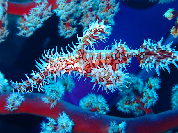 istock Sabella spallanzanii 513063060