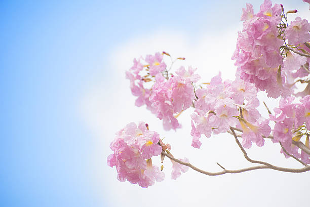 the pink trumpet flower the pink trumpet flower with the sky and cloud tabebuia heterophylla stock pictures, royalty-free photos & images