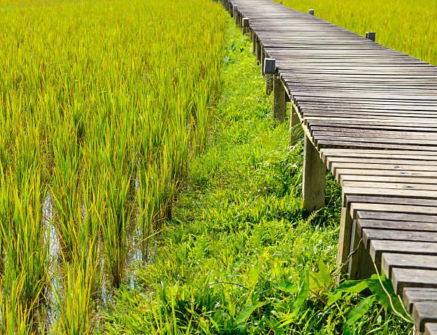 istock Rice filed with wood bridge 513063402