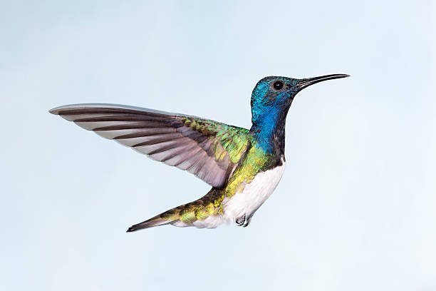 istock White-necked Jacobin Male with Wings Back 513063990