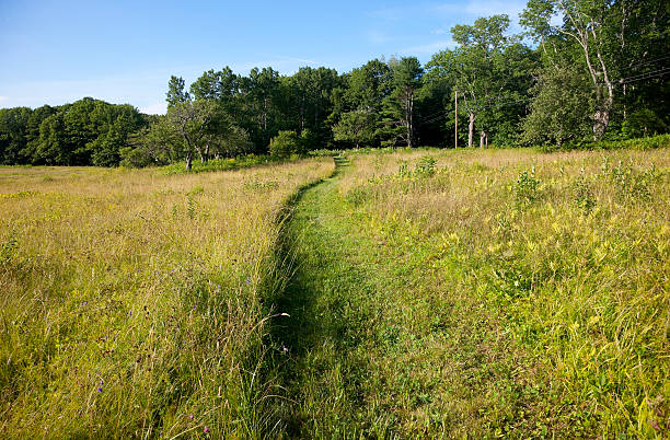 istock Road in summer fields in New England 513064080