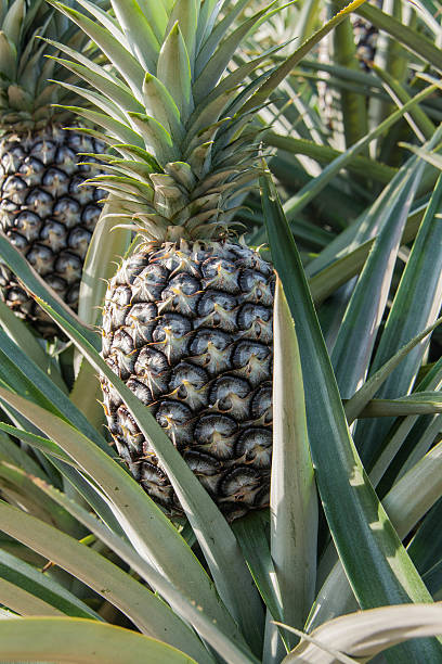 istock Pineapple tropical fruit growing in a farm 513066200