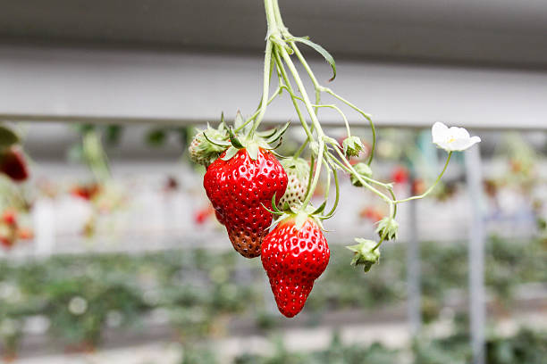 istock fresh strawberries from Japanese greenhouse 513066926