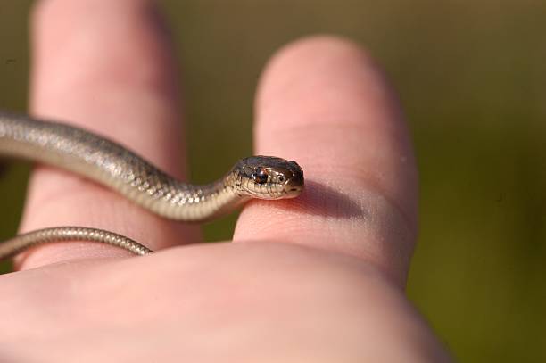 istock Western Plains garter Snake 513067328