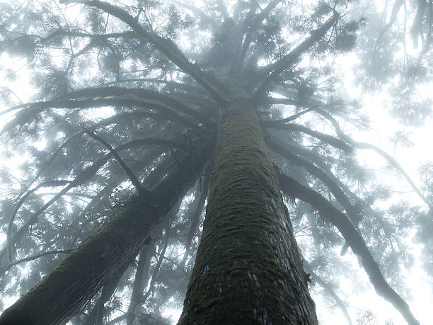 istock The tree which was wrapped in fog 513067406