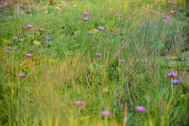 istock Lotus in the grass 513067786
