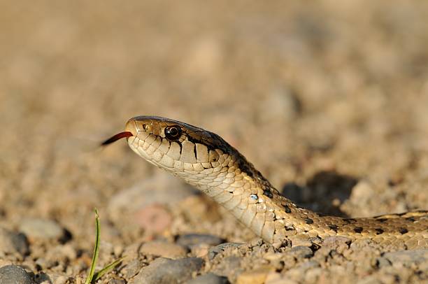 istock Western Plains garter Snake 513067988