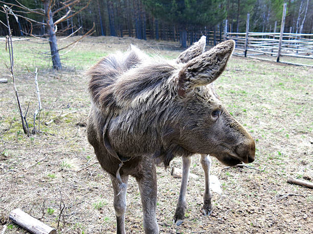 Image of photography Moose spring mountain animals Elk Alces 