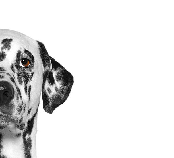 portrait of dalmatian dog breed. isolate. white background - dalmatiner bildbanksfoton och bilder