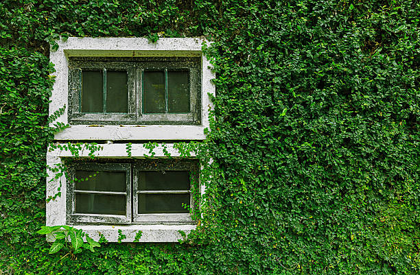 istock Window covered with green ivy 513069180