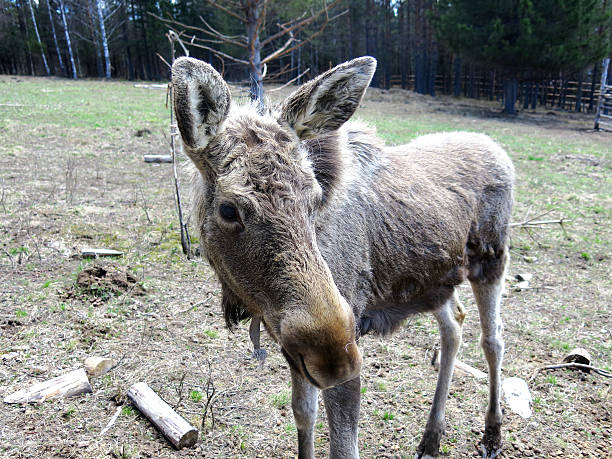 Newborn moose calf in the forest