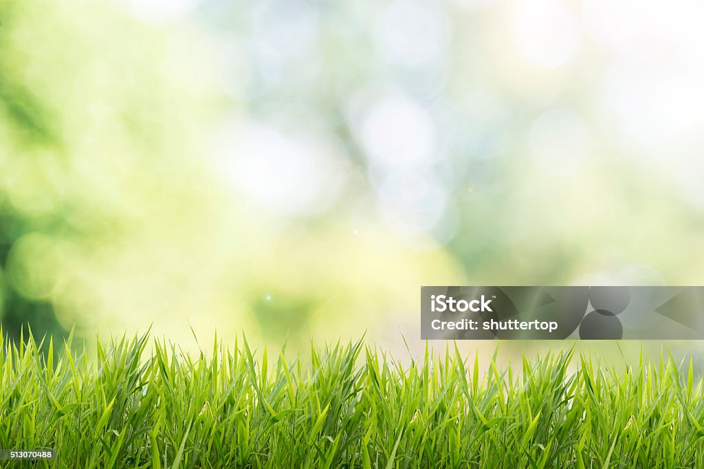 Printemps ou été avec l'herbe verte et fond de nature champ - Photo de Fond libre de droits