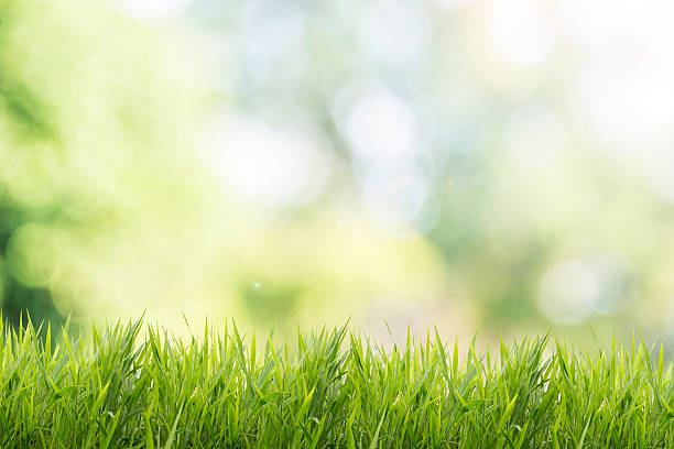 春または夏草のフィールドと自然と緑の背景 - 芝生 ストックフォトと画像
