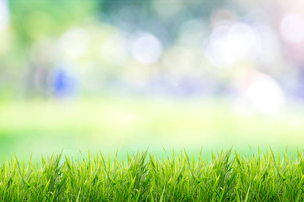 istock Spring or summer with grass field and nature green background 513070564