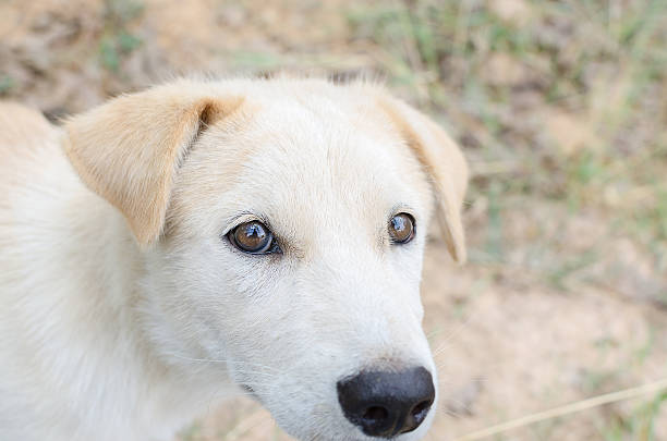Head shot of a young mixed breed dog looking up.