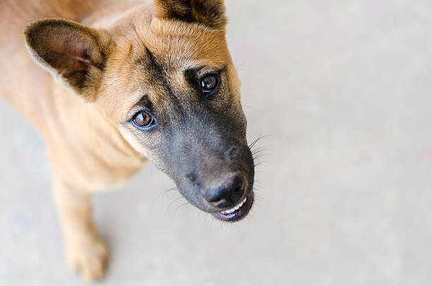 Head shot of a young mixed breed dog looking up.