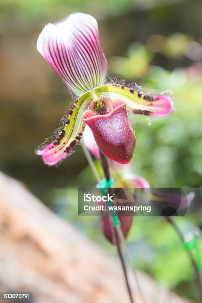 Purple Ground Orchid Flowers Stock Photo - Download Image Now - Anniversary, Backgrounds, Branch - Plant Part