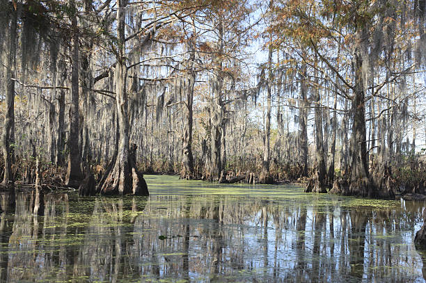 istock Bayou in New Orleans 513070897
