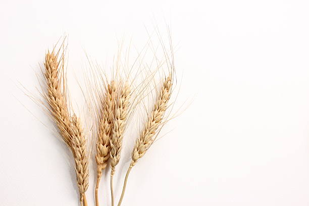 istock Ears of oats on a white background 513070951