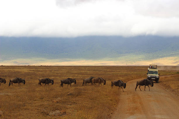 istock wildebeest crossing the road 513071433