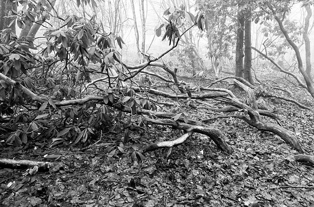 istock Mysterious misty forest of crooked and bent trees 513072031