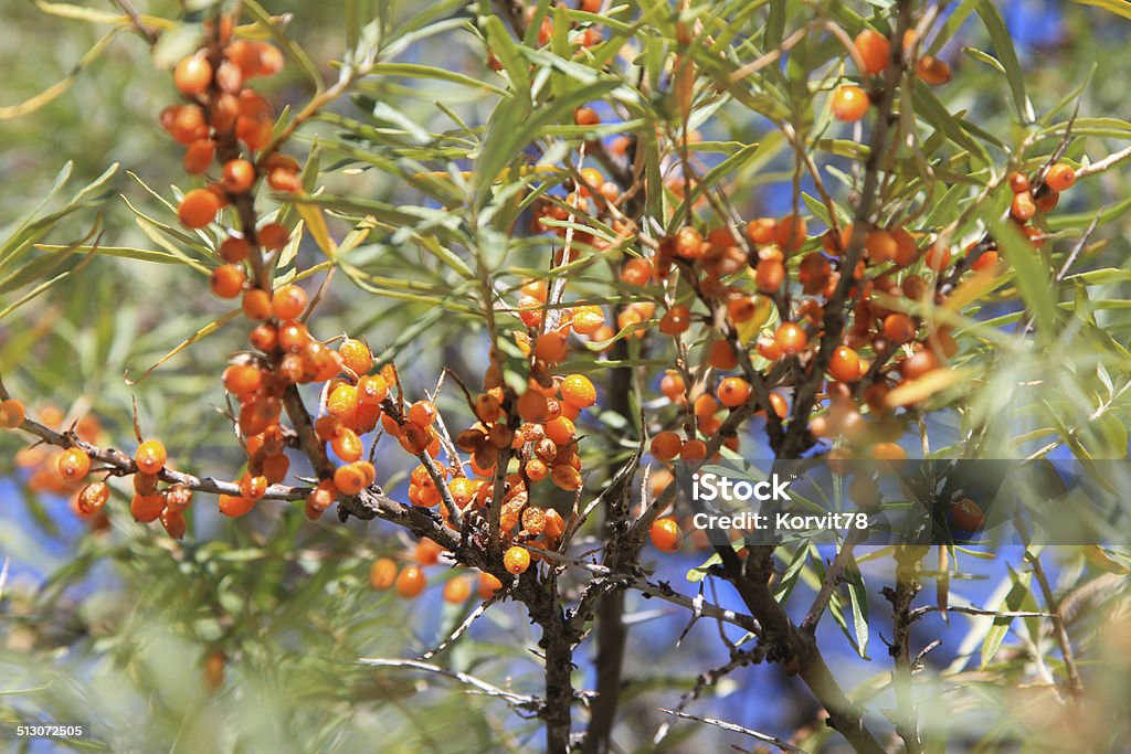 branch with berries of sea buckthorn branch with berries of sea buckthorn growing in the mountains Agriculture Stock Photo