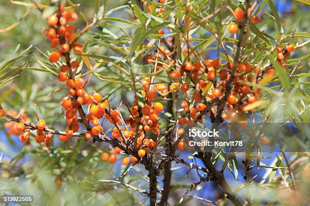 Branch With Berries Of Sea Buckthorn Stock Photo - Download Image Now - Agriculture, Autumn, Berry Fruit
