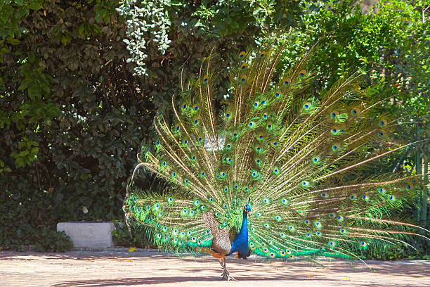 istock peacock with colorful tail fanned 513073467