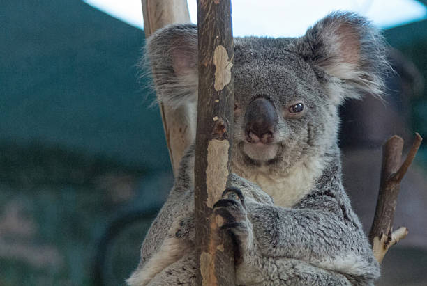 istock Koala relaxed in the branches of a tree 513073569