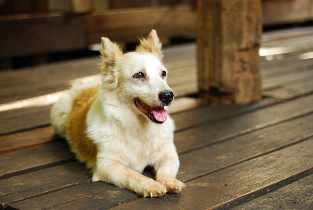 istock Dog on wood floor 513073979