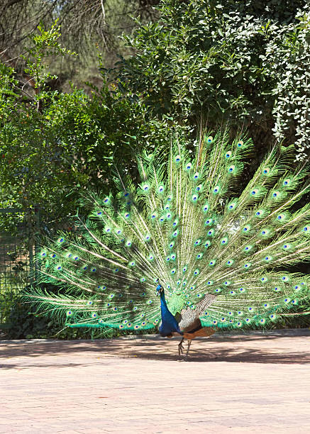 istock peacock with colorful tail fanned 513074013