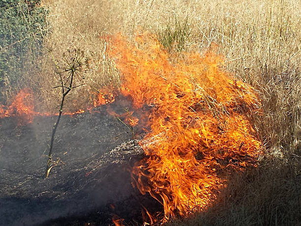 istock Flames of Fire in a summer field 513074459
