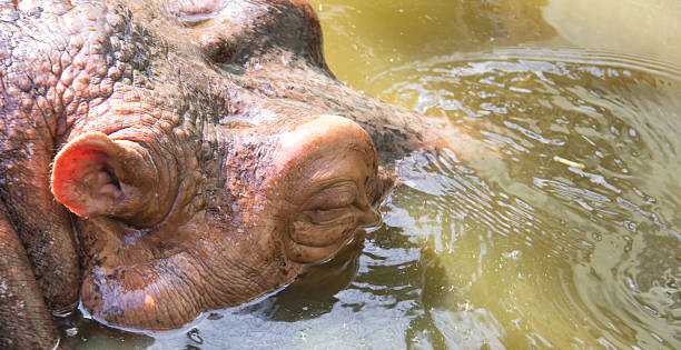 istock Head of hippopotamus in the river 513074485
