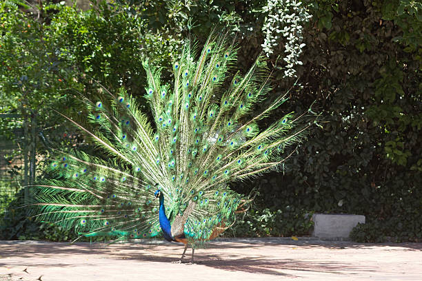 istock peacock with colorful tail fanned 513074499