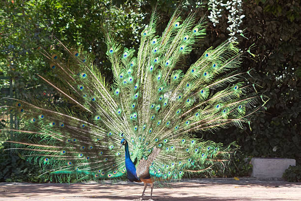 istock peacock with colorful tail fanned 513075111