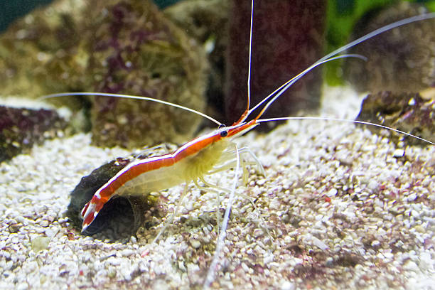 istock colorful sea prawn 513075175