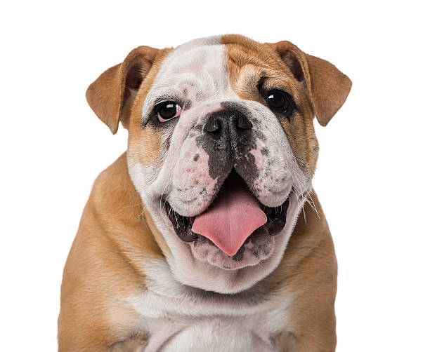 bulldog inglés cachorro (4 meses de antigüedad) - bulldog fotografías e imágenes de stock