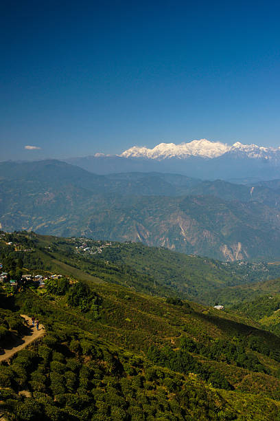 Thé Darjeeling Plantation, avec les montagnes en arrière-plan verticale de l'Himalaya, - Photo