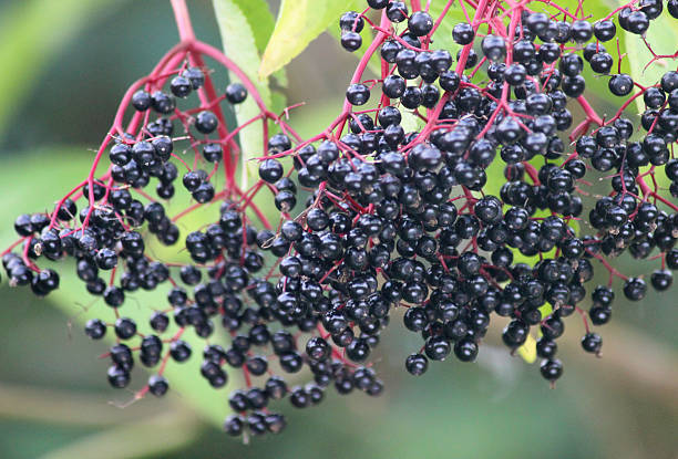 istock Ripe, elderberry berries, black elderberries in hedgerow, elder berries (Sambucus) 513076029