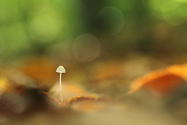 毒茸 - magic mushroom moss autumn outdoors ストックフォトと画像