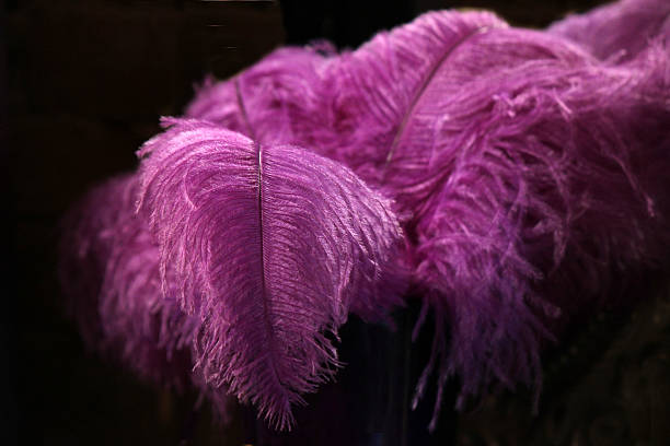 Purple Feather Boa with Black Background