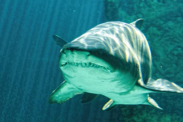 istock dangerous bull shark jaw huge 513077073